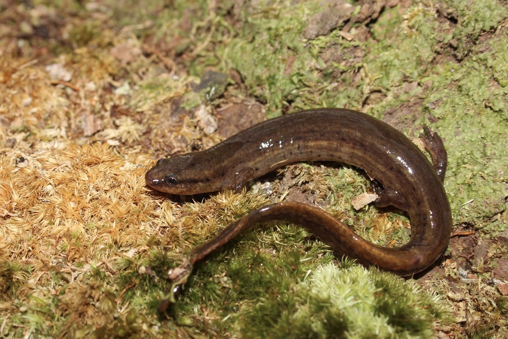 Many-Lined Salamander