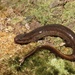 Many-lined Salamander - Photo (c) Ty Smith, some rights reserved (CC BY-NC), uploaded by Ty Smith
