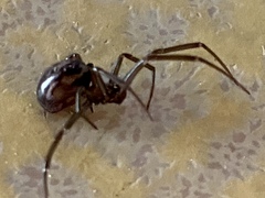 Steatoda