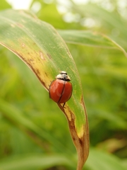 Coelophora biplagiata