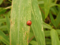Coelophora biplagiata