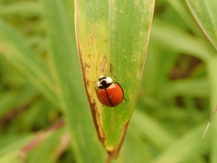 Coelophora biplagiata