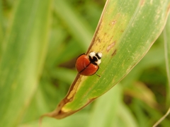 Coelophora biplagiata