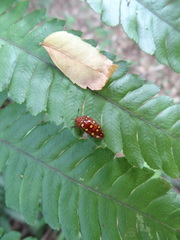 Iphiclus sedecimmaculatus