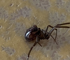 Steatoda