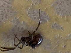 Steatoda