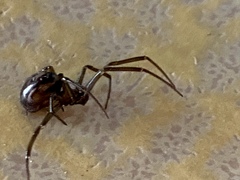 Steatoda