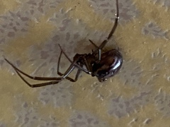 Steatoda