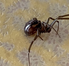 Steatoda