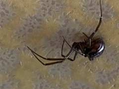 Steatoda