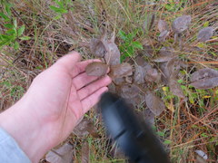 Baptisia simplicifolia