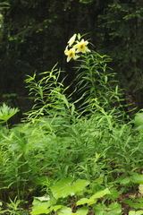 Lilium kesselringianum