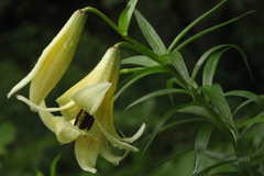 Lilium kesselringianum