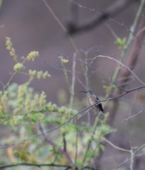 Phaethornis griseogularis