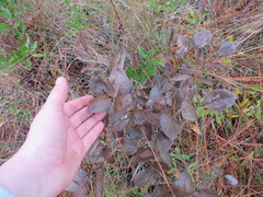 Baptisia simplicifolia