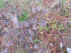 Baptisia simplicifolia