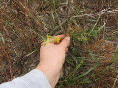 Pityopsis oligantha