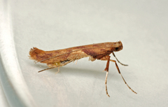 Caloptilia hemidactylella