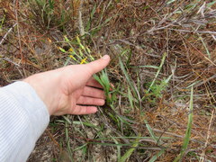 Pityopsis oligantha