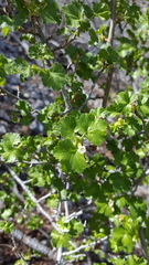 Ribes cereum cereum