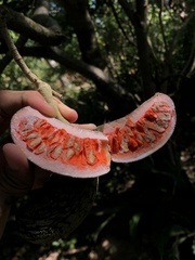 Tabernaemontana cymosa