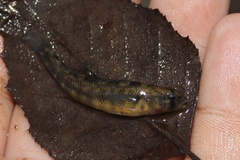 Percina roanoka