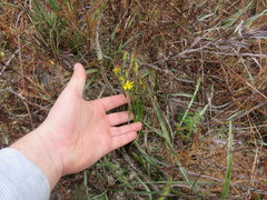 Pityopsis oligantha