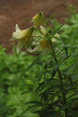 Lilium kesselringianum