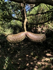 Tabernaemontana cymosa