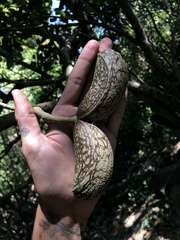 Tabernaemontana cymosa