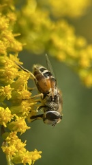 Eristalis arbustorum