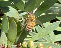 Apis mellifera