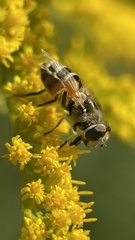 Eristalis arbustorum