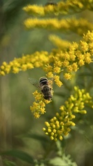 Eristalis arbustorum
