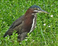 Butorides virescens image
