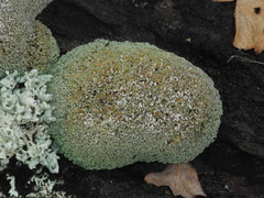 Cladonia robbinsii