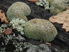 Cladonia robbinsii