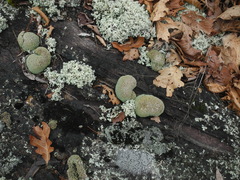 Cladonia robbinsii