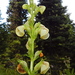 Pedicularis contorta - Photo (c) Peter Stevens, algunos derechos reservados (CC BY)