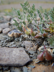 Astragalus shultziorum