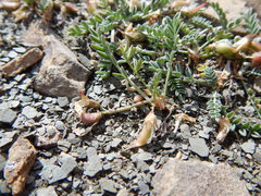 Astragalus shultziorum