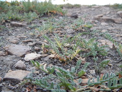 Astragalus shultziorum