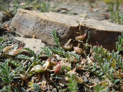 Astragalus shultziorum