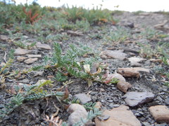 Astragalus shultziorum