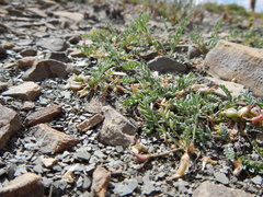 Astragalus shultziorum