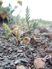 Astragalus shultziorum