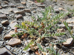 Astragalus shultziorum