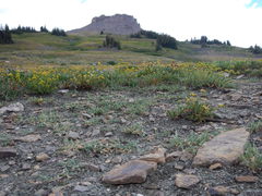 Astragalus shultziorum