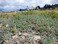 Astragalus shultziorum