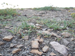 Astragalus shultziorum